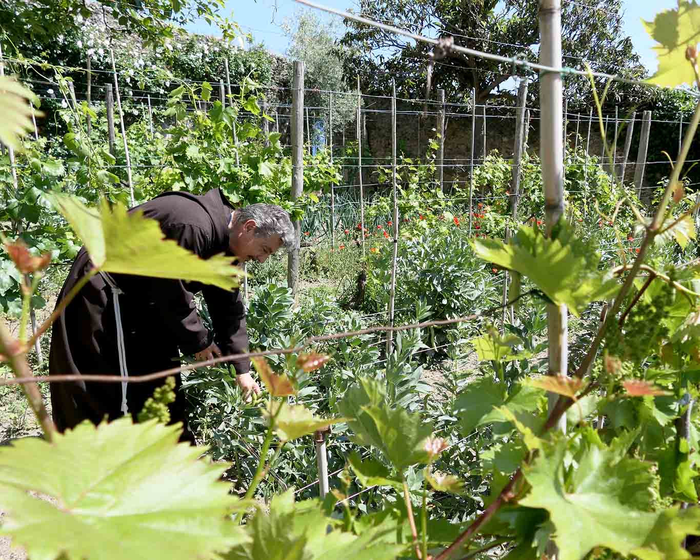 Padre Renato kümmert sich um die Bohnen, die zwischen den Weinstöcken ein gutes Auskommen haben auf der Terrasse des Convento Monterosso.