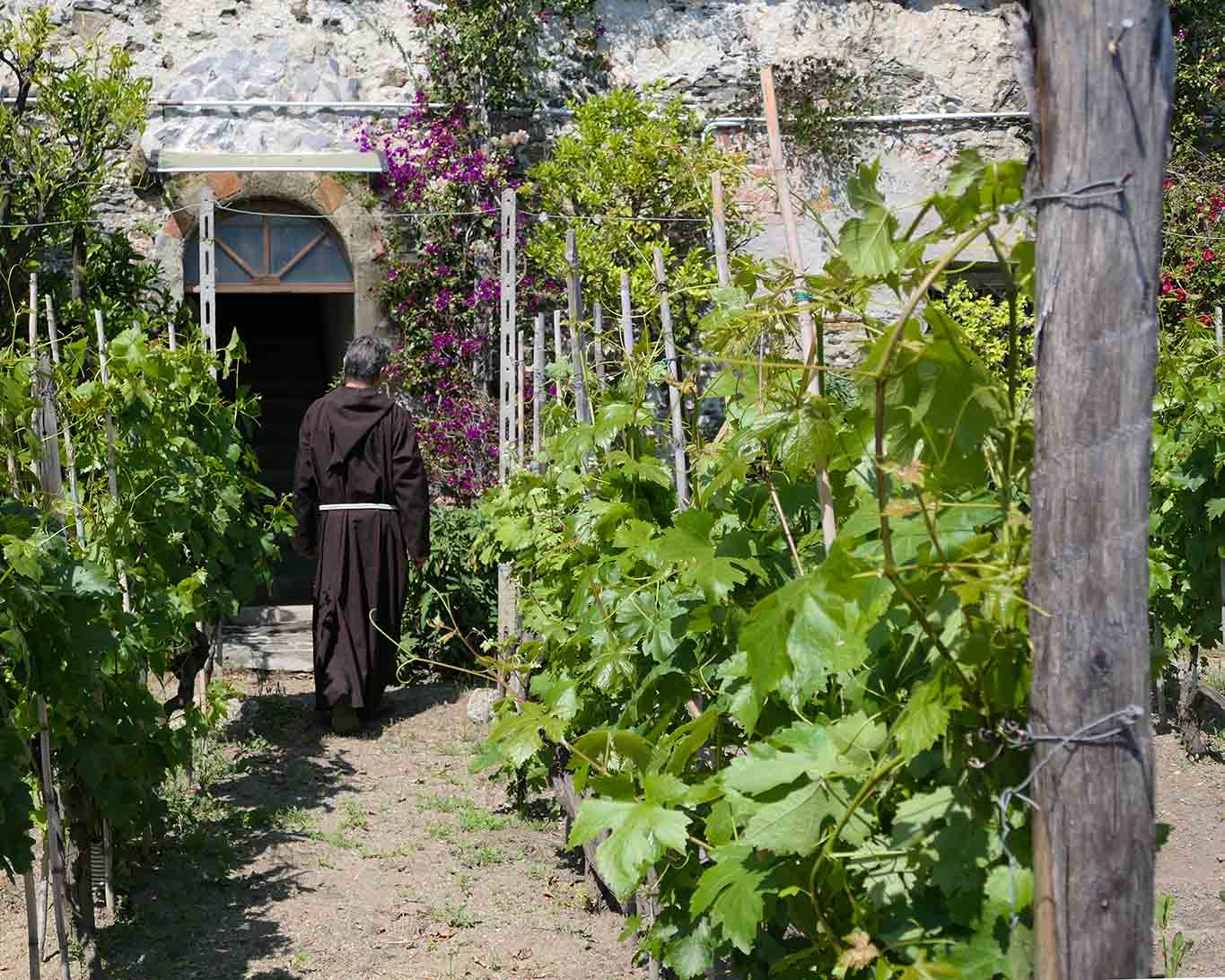 padre renato und die weinreben monterosso convento capuccini. Der Weinberg will seinen Gärtner täglich sehen.