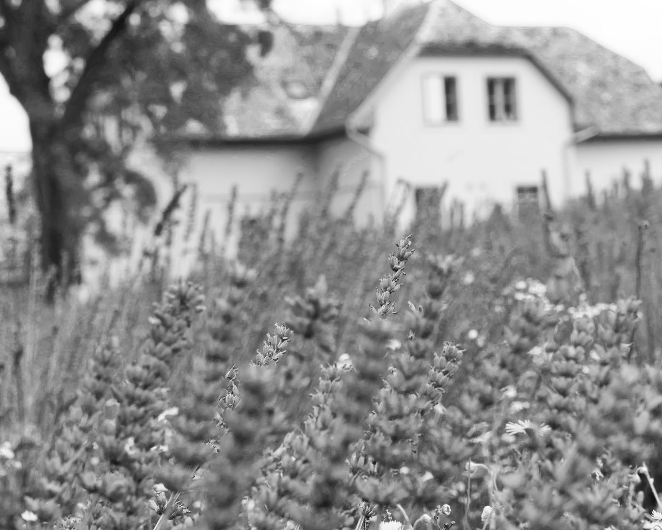 pannonhalma lavendel pausa haus