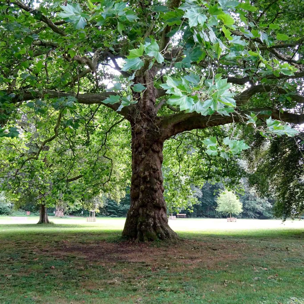Platane mit Schatten im Park der Abtei