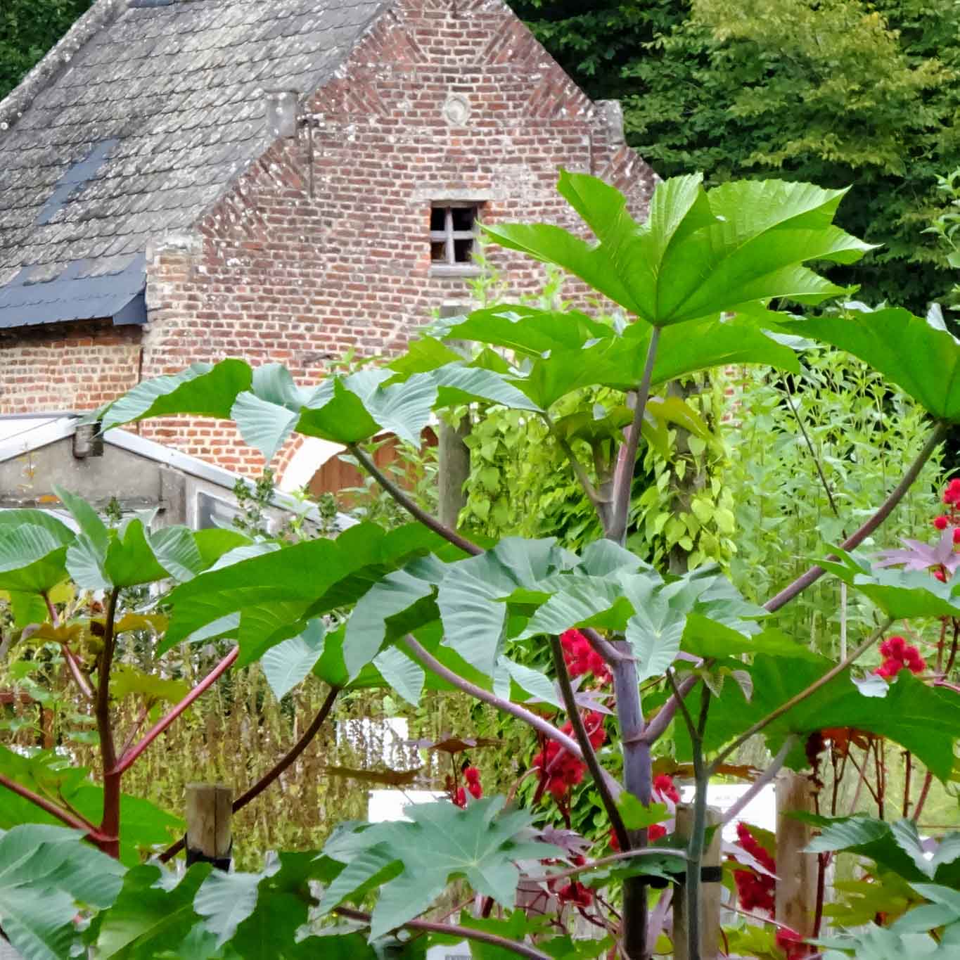 Rhizinus macht einen schlanken und Fuss und ein tiefes Grab, wenn man mag.