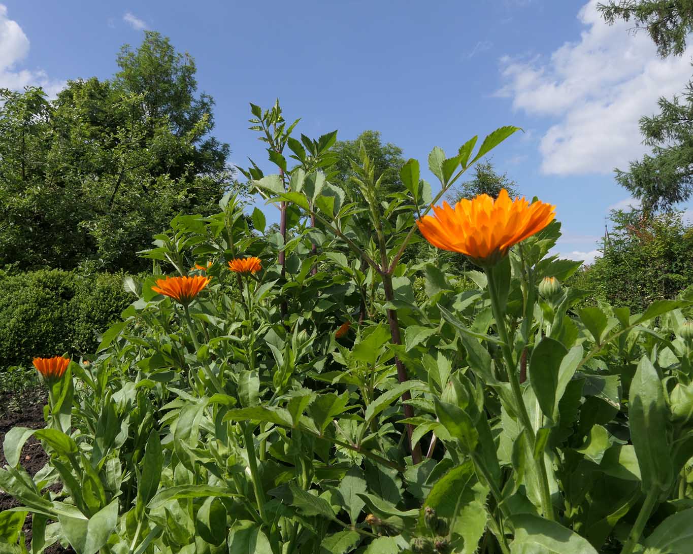 ringelblumen kloster wülfinghausen Ringelblumen im Beet des Klostergartens zu Wülfinghausen.