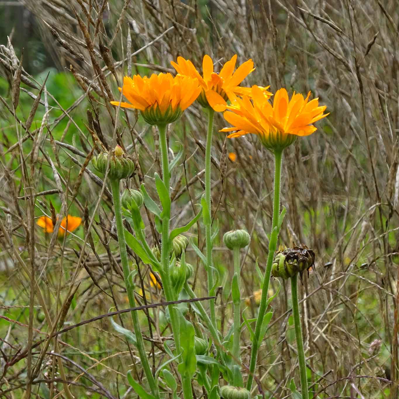 Geringelte Ringelblumen ringeln sich geringelt durch den Heilpflanzengarten des Klosters.