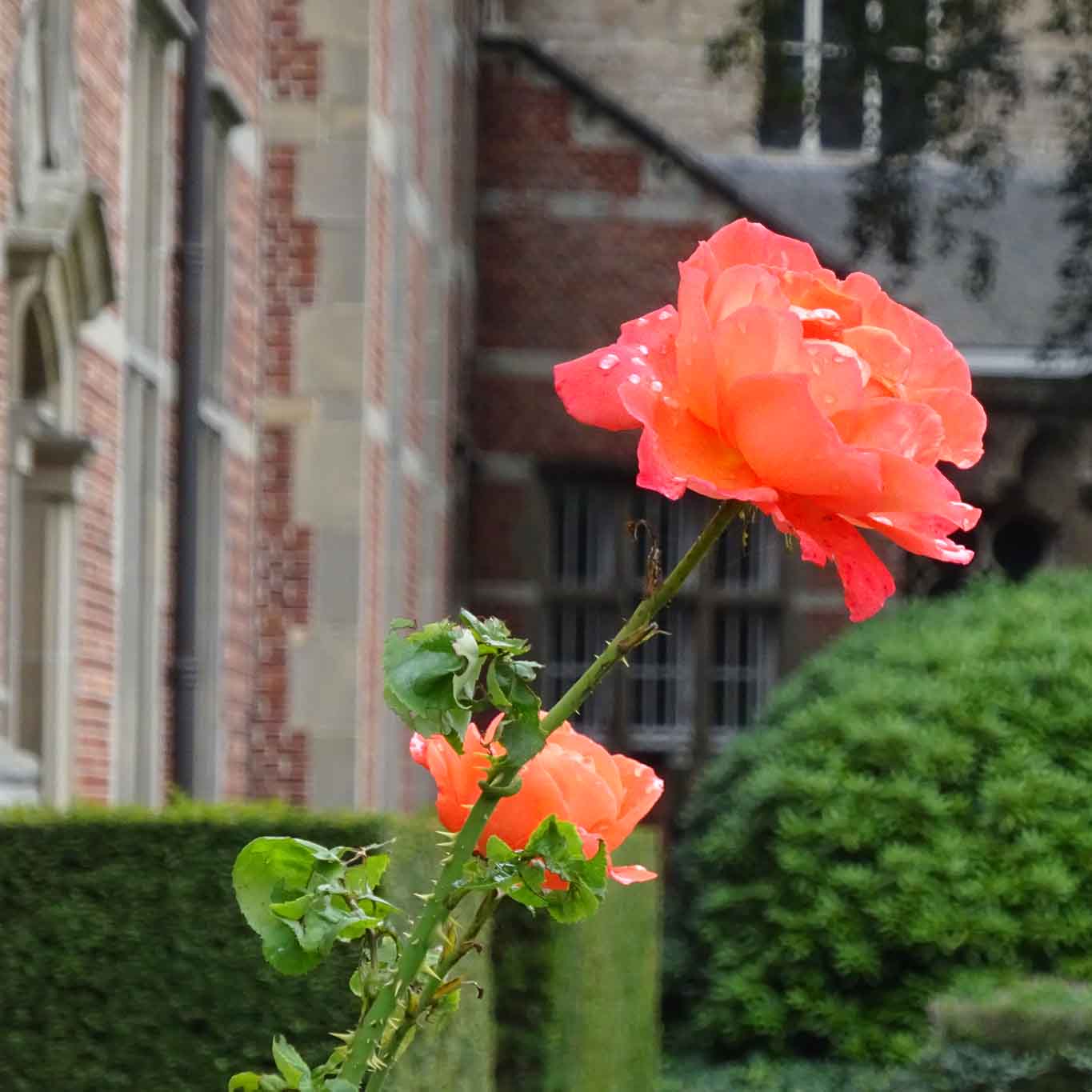 Letzte Rose im Herbst mit Regentropfen in den Blütenblättern im Klostergarten der Abdij Postel