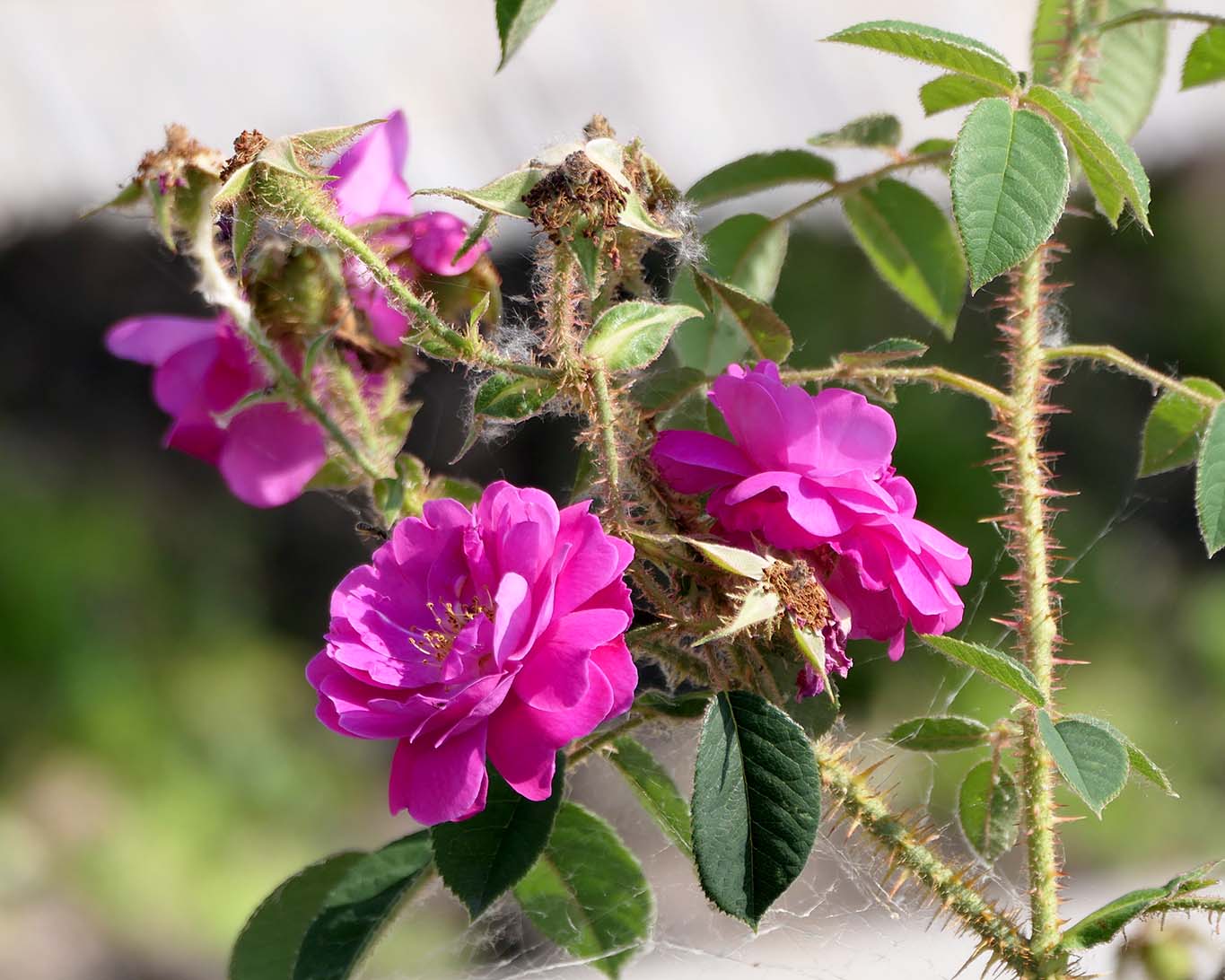 rose reichenau strabo garten