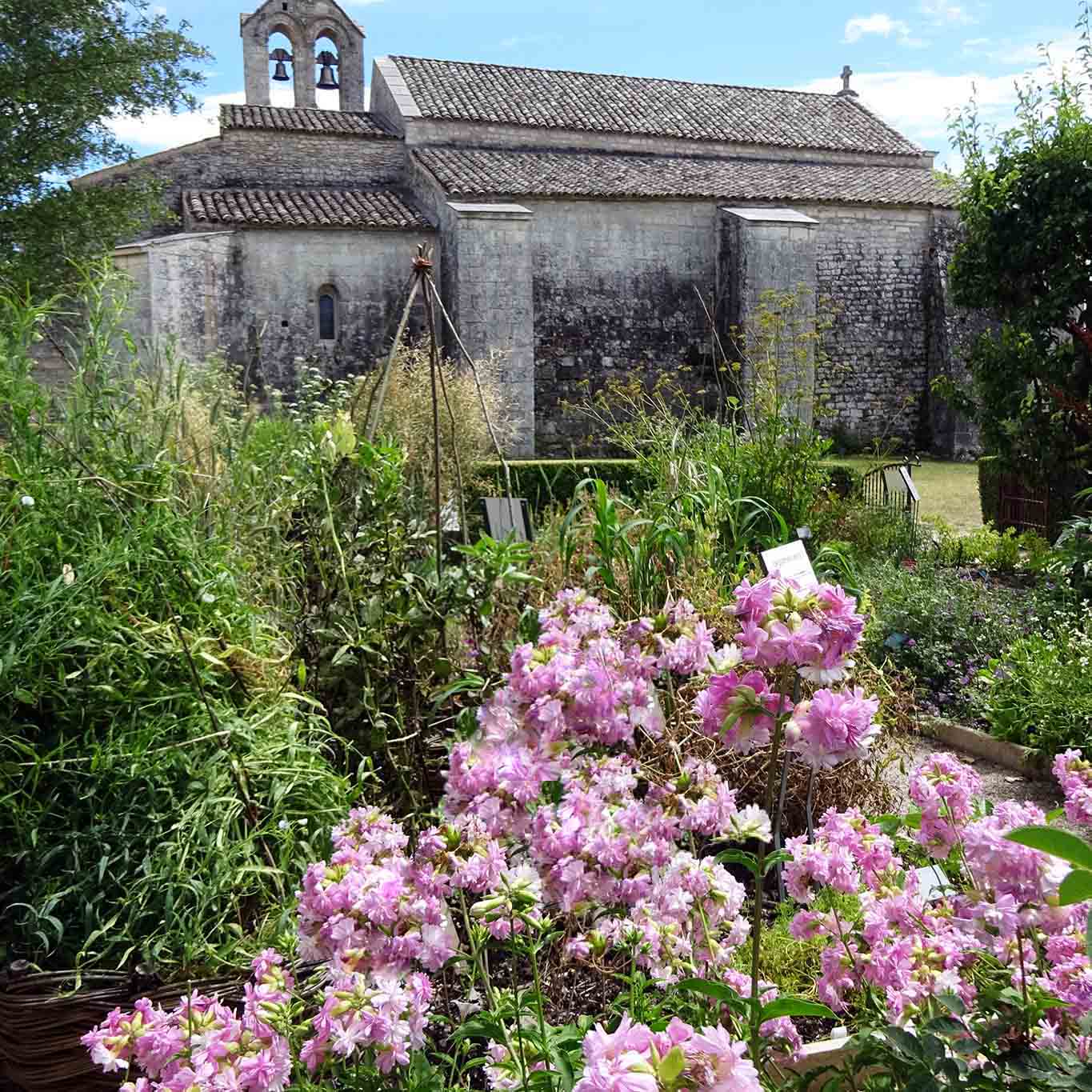 rose et rose jardin et musee salagon