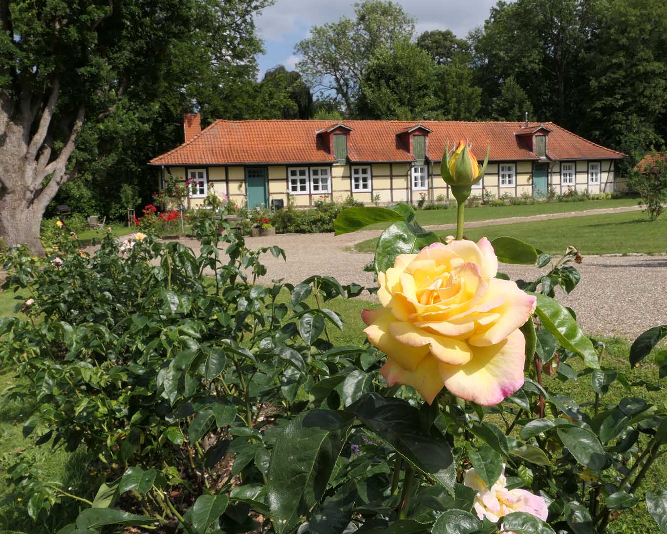 Die Kombination aus Fachwerk, roten Ziegeldächern und Rosen bilden ein harmonisches Bild. rose gelb paradiesgarten kloster wülfinghausen