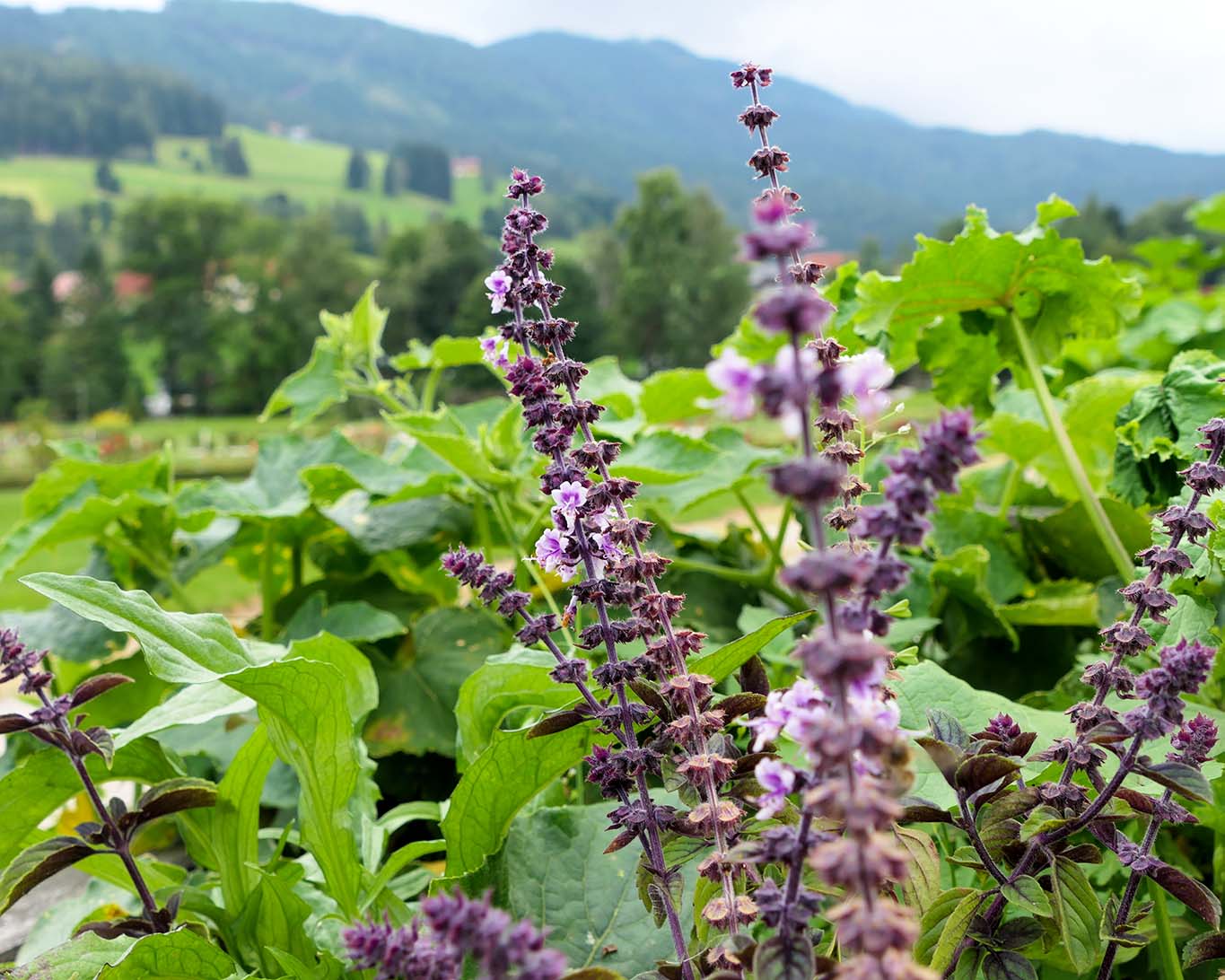 Blühender Salbei im Klostergarten des  Benediktinerstifts St. Lamprecht.