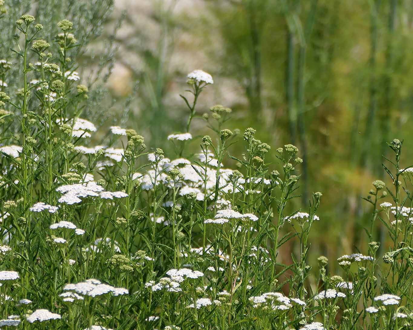 schafgarbe grün reichenau strabo garten