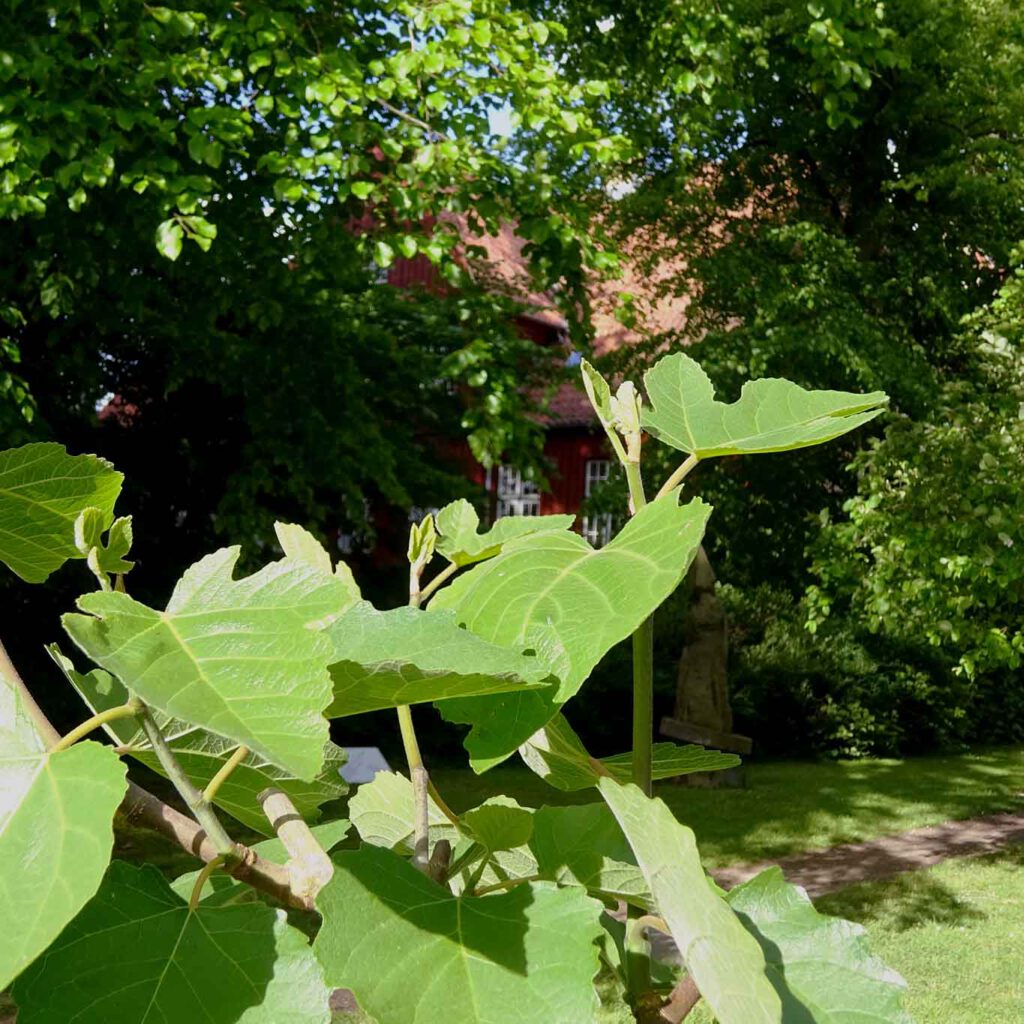 schleswig st johannis klosterfeigenbaum