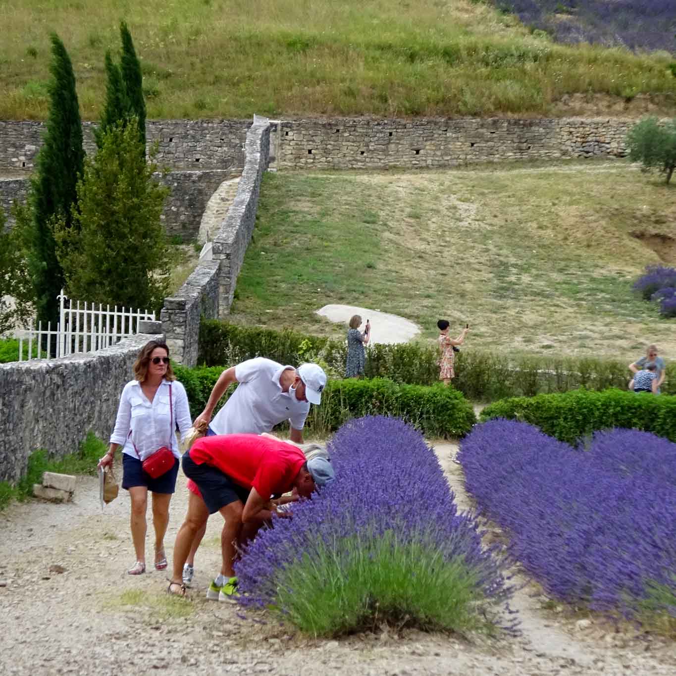 smelling fools senanque