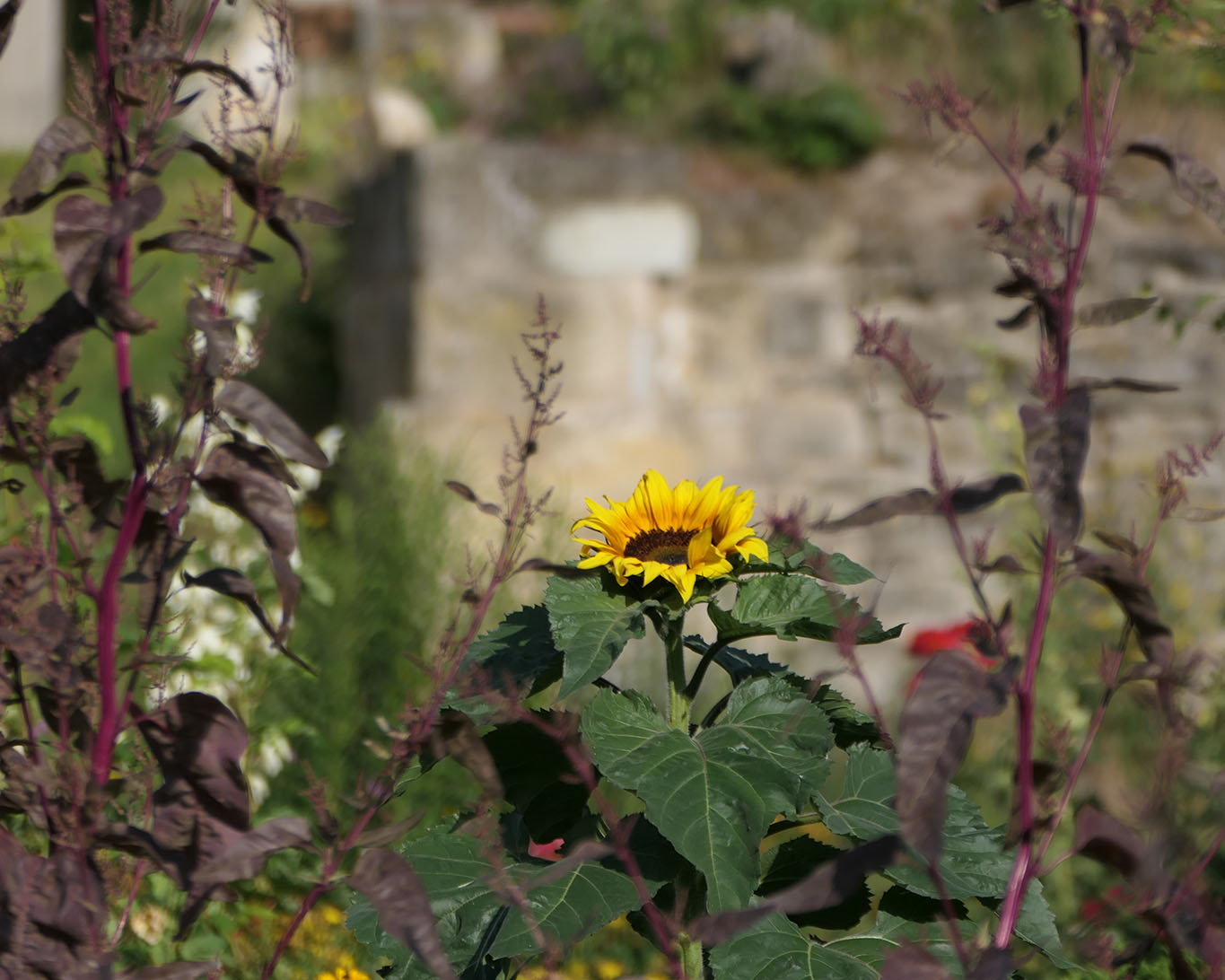 sonnenblume kloster huysburg