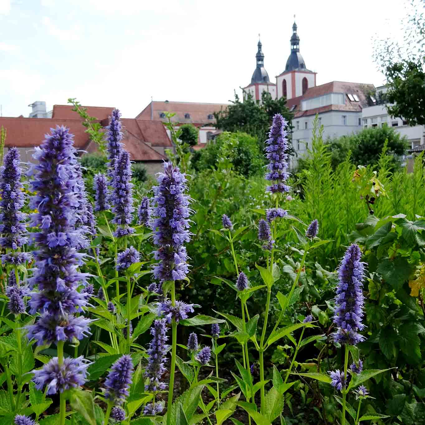 Der Fuldaer Klostergarten ist eine Oase mitten in der Stadt. st maria fulda frauenminze