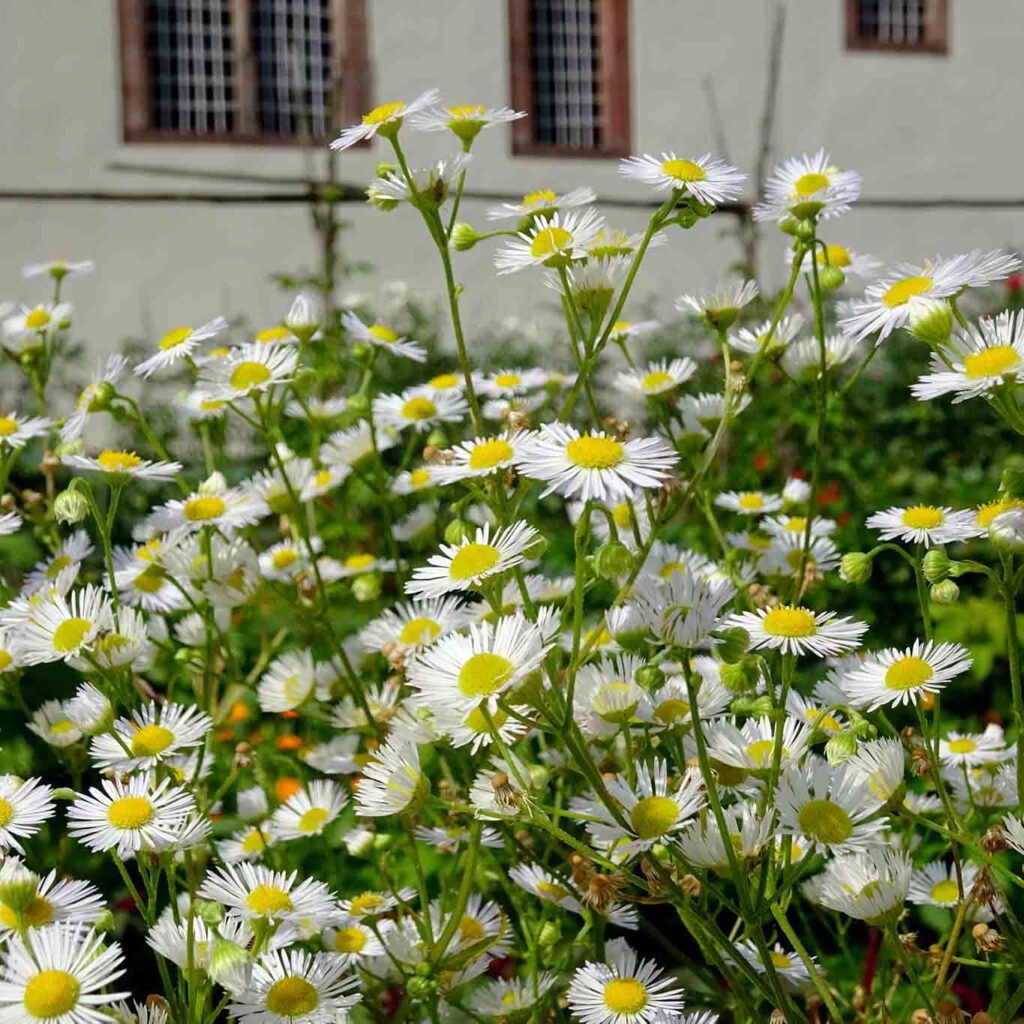 Blüten sind des Gärtners Lohn. st maria fulda kamille