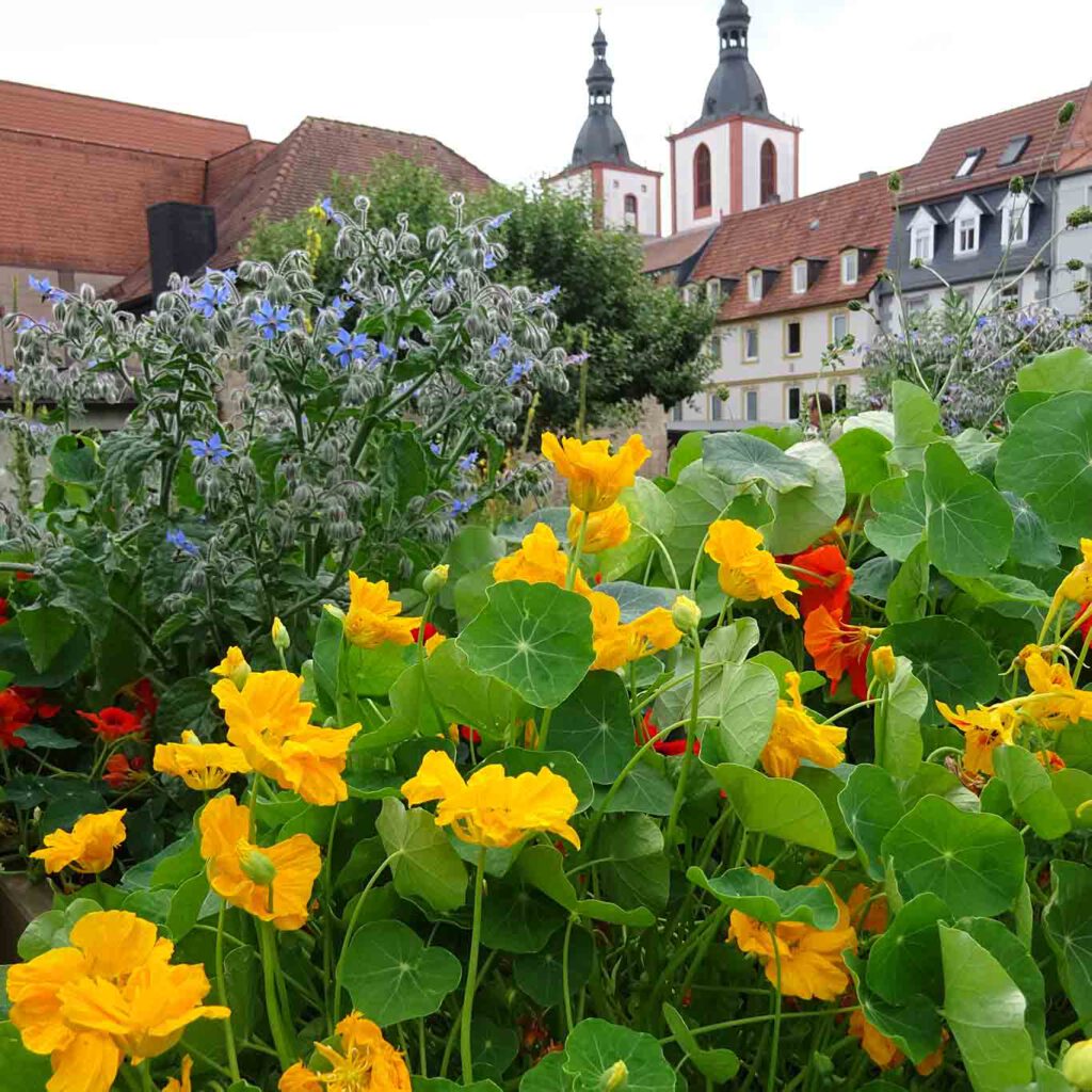 Boretsch und Kapuzinerkresse. st maria fulda kapuzinerkresse