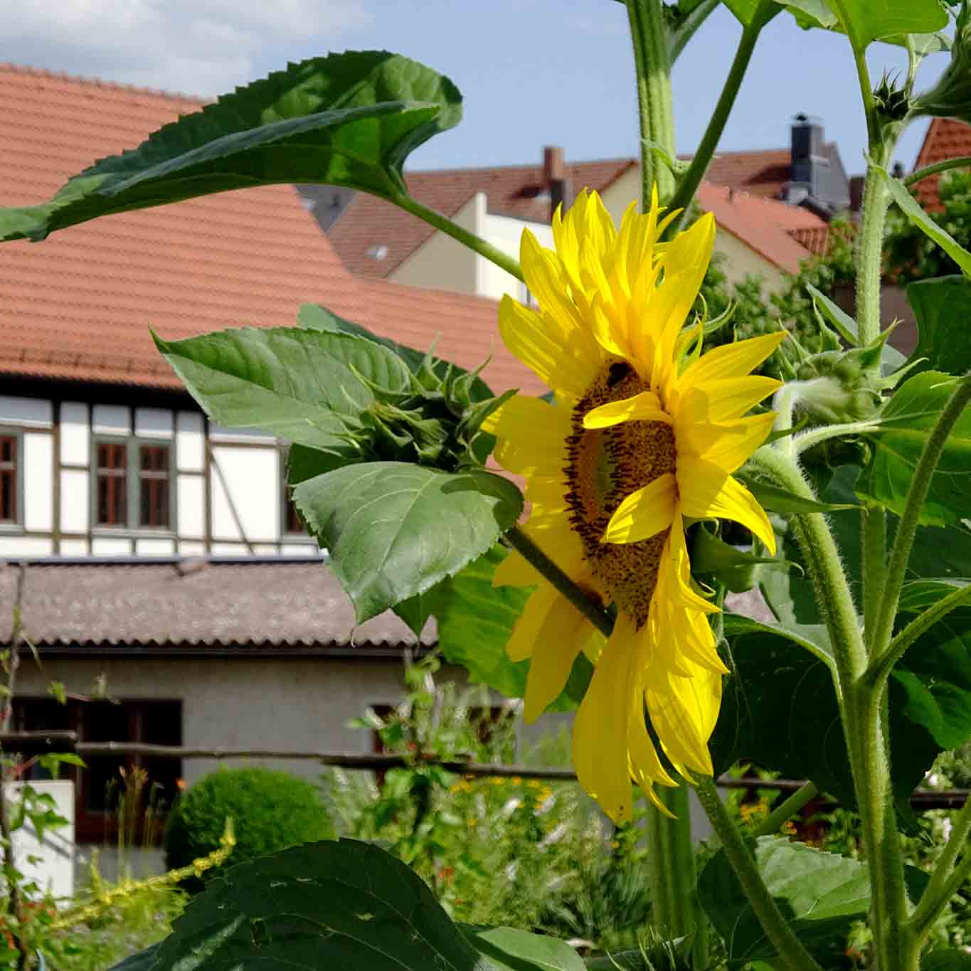 Das Zeichen des Hochsommers vor Fachwerk. st maria fulda sonnenblume