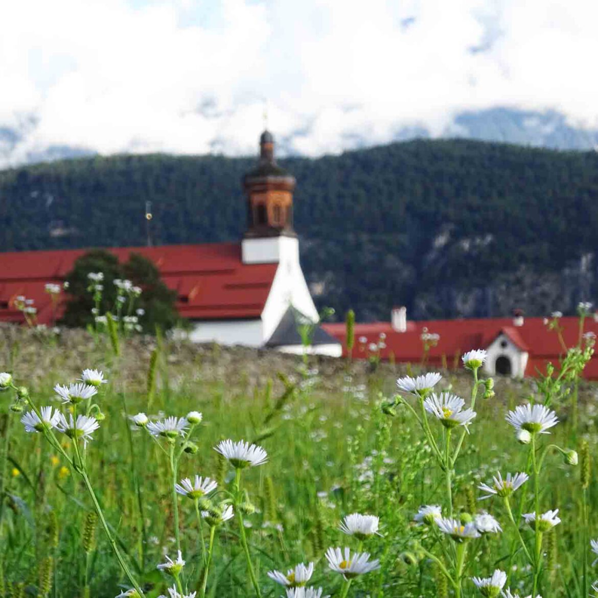 stift stams blumengruss aus einer tiroler Blumenwiese heraus fotografiert