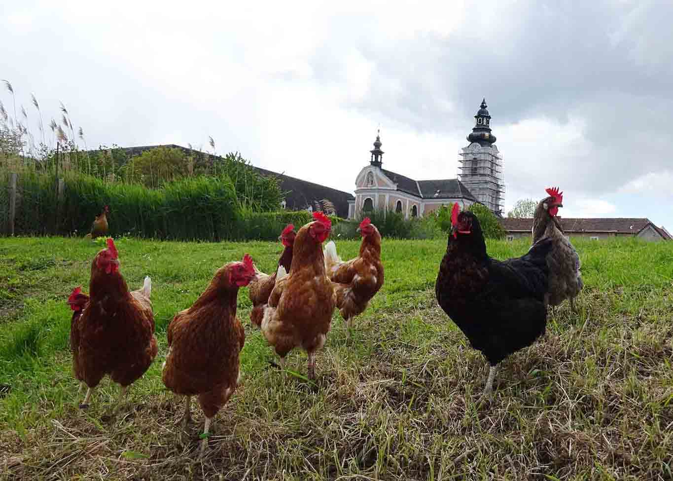 stift wilhering hühnerhof queer