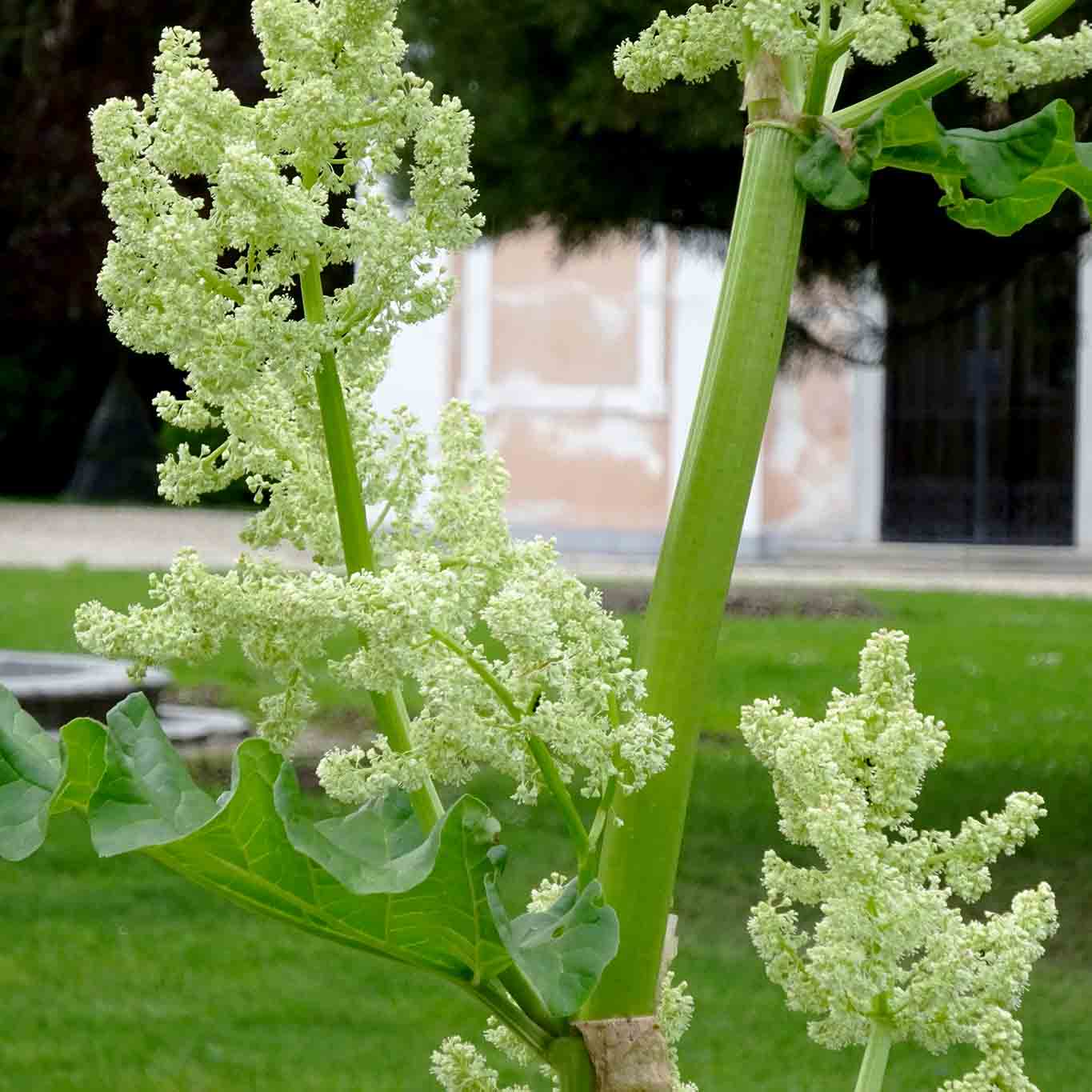 stift wilhering rhababer