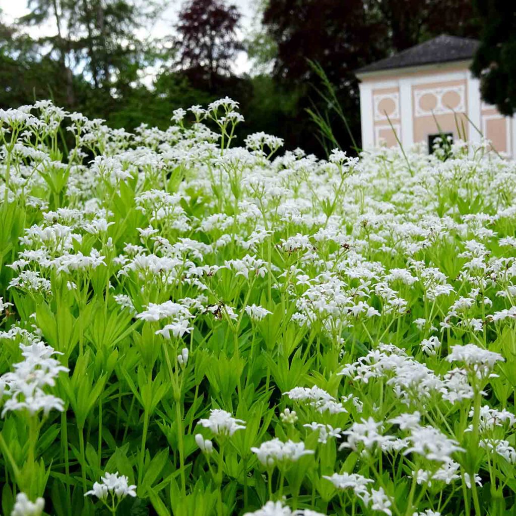 stift wilhering waldmeister