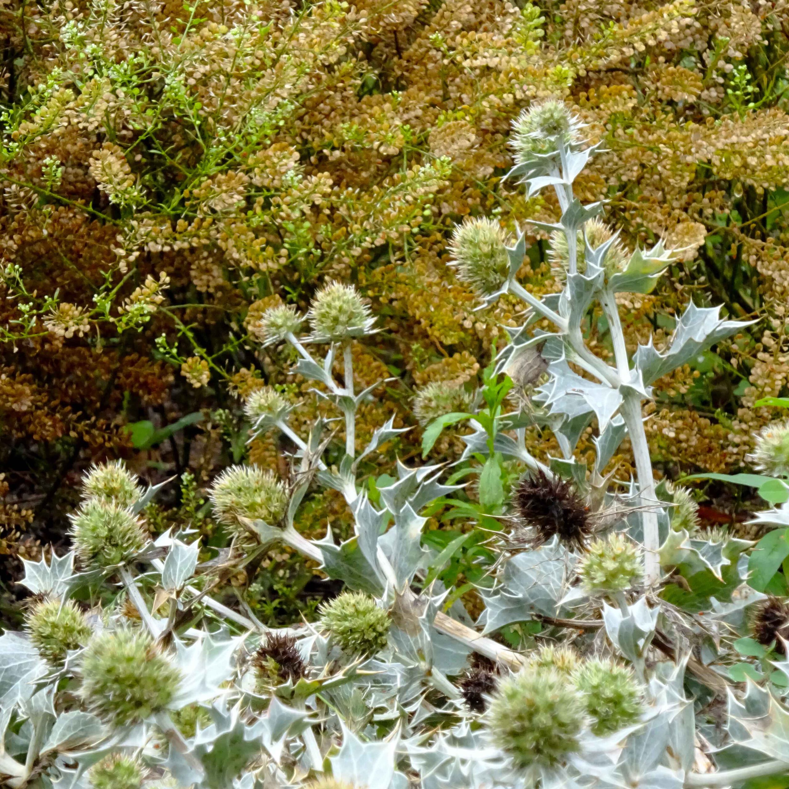 Eine Stranddistel müsste man sein, dan wäre man nicht mehr allein im Heilpflanzengarten der Abdij Postel.