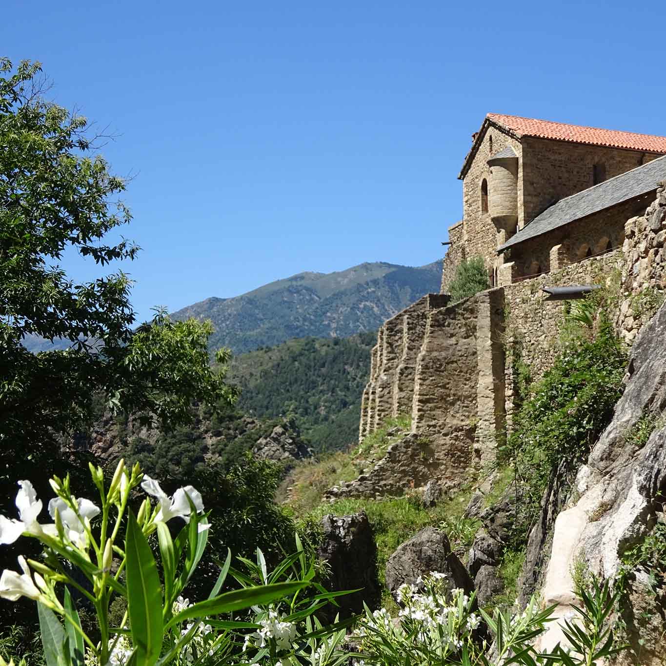 südfront oleander weiss abbaye saint martin canigou
