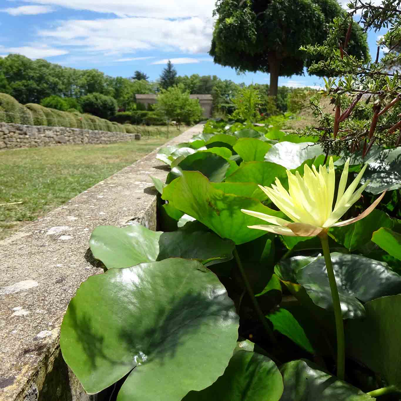 teichrose jardin et musee salagon
