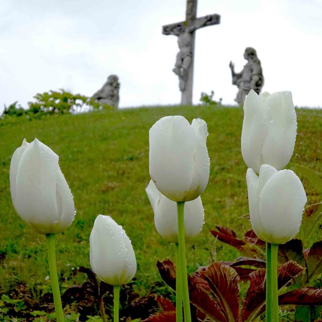 tulpen golgatha stift altenburg