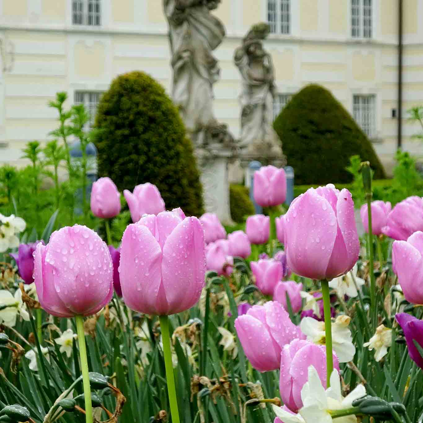 tulpen johannishof stift altenburg