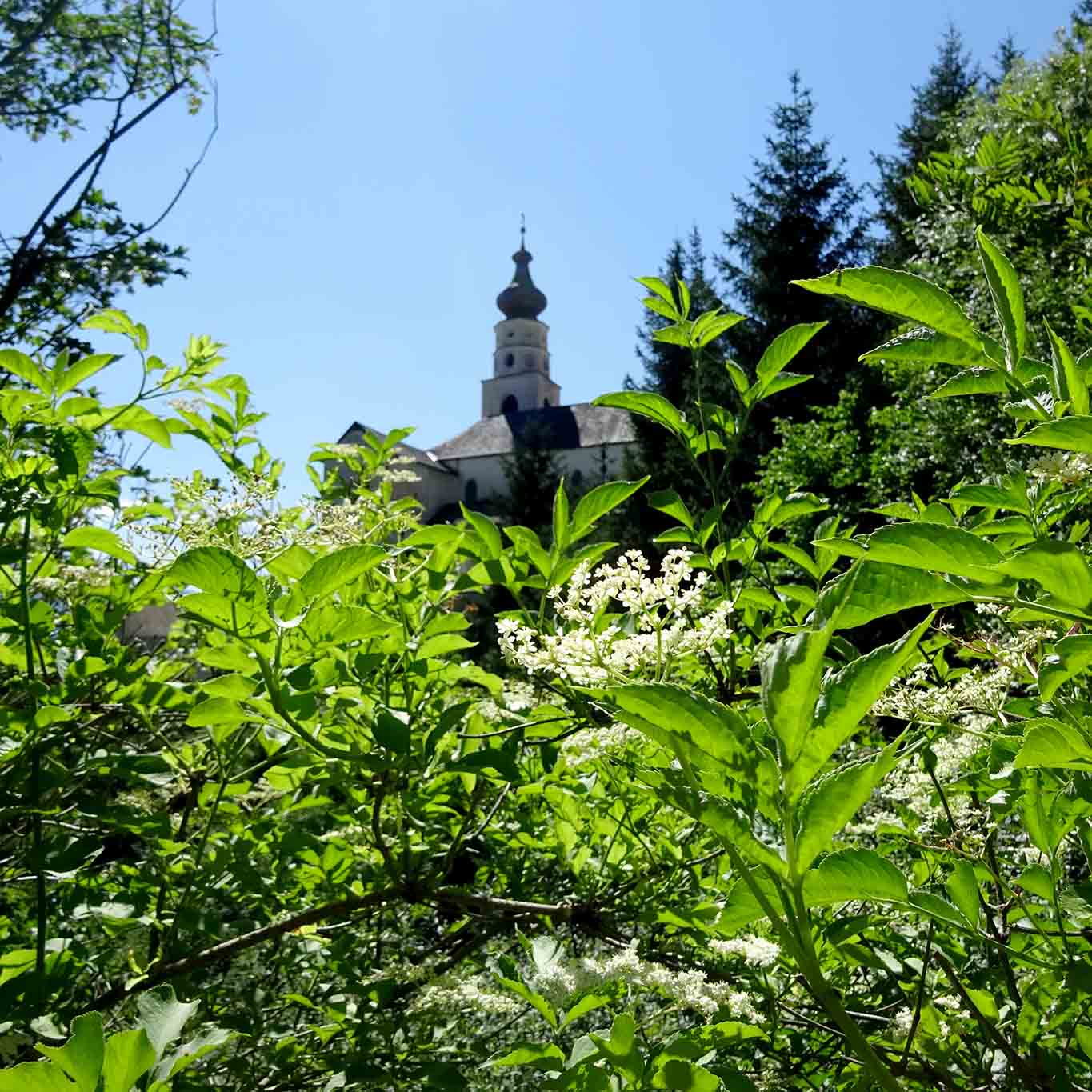 turm mit holunder benediktiner stift marienberg Das Kloster Marienberg ist eingebettet in die artenreiche Natur der vinschgauer Berge.