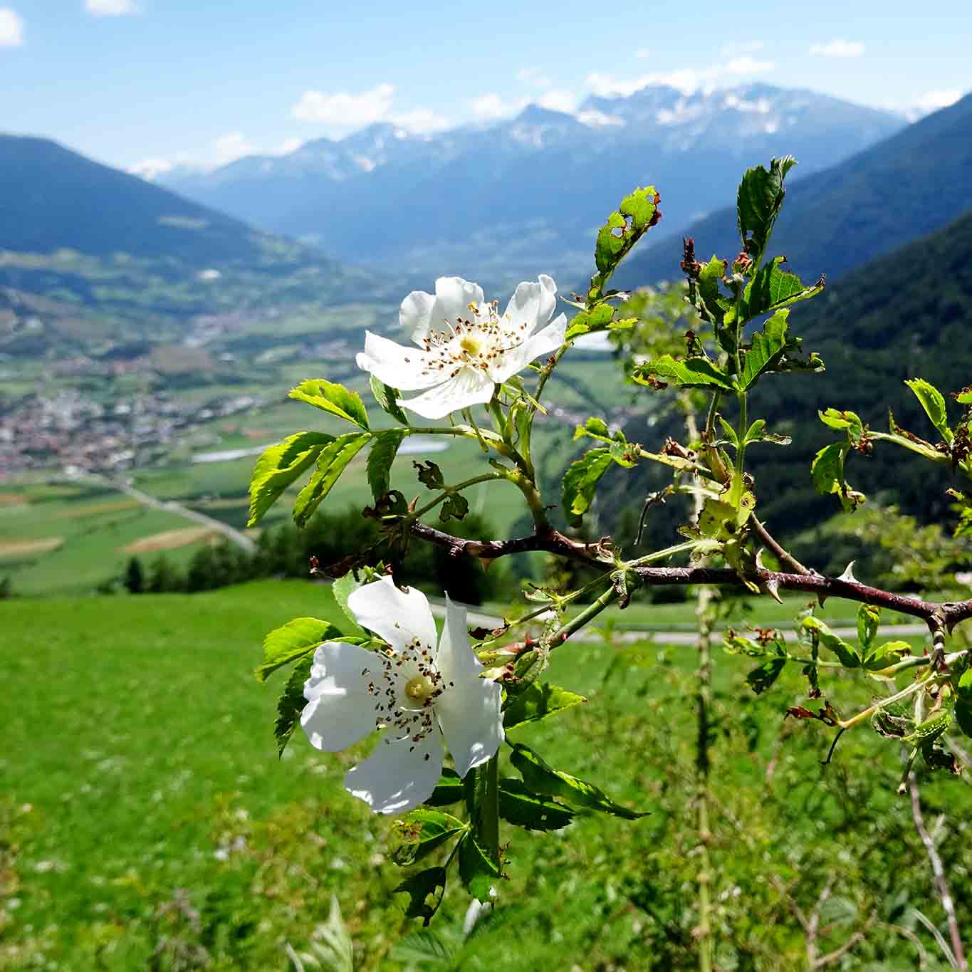 weidenröschen benediktiner stift marienberg Die Büsche des Weidenröschens an Feldrainen sind eine Bereicherung für das Ökosystem.