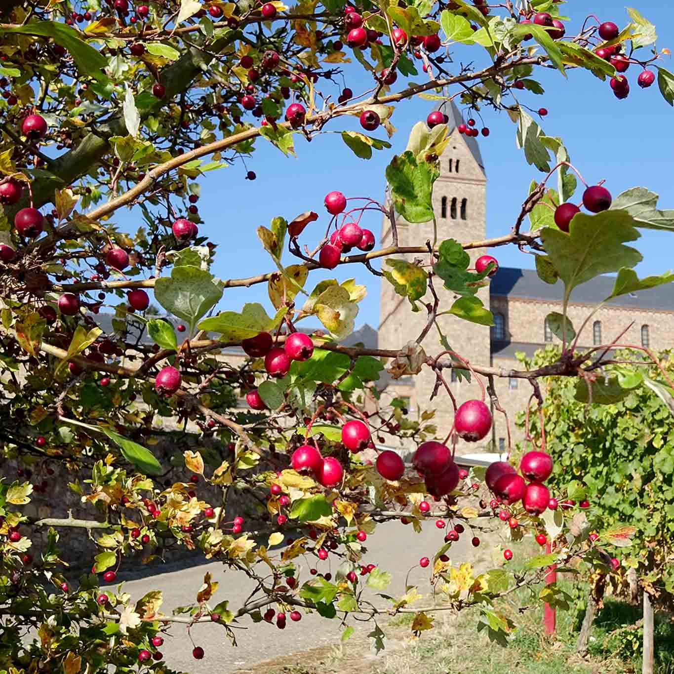 Früchte des Weissdorns am Strauch mit der Benediktinerinnen-Abtei zur Heiligen Hildegard in Rüdesheim im Hintergrund.