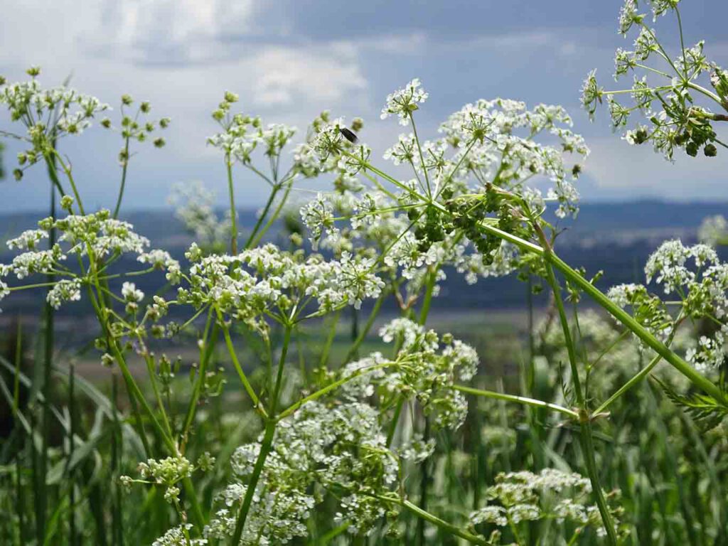 wiesenkümmel auf den höhen