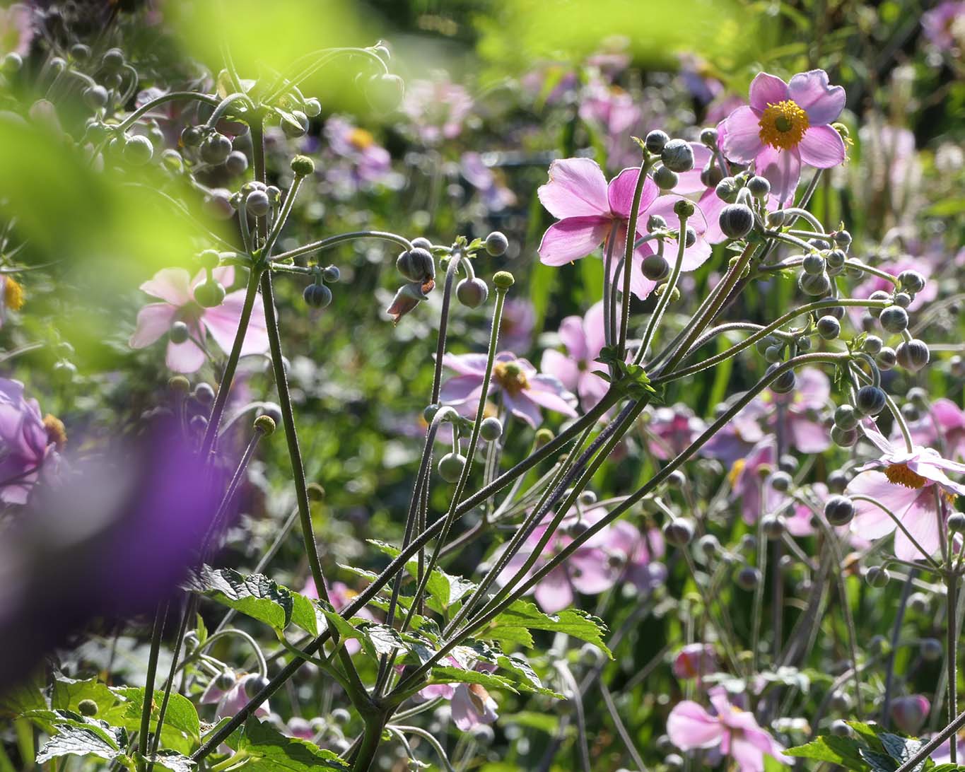 wild blooming stift seitenstetten