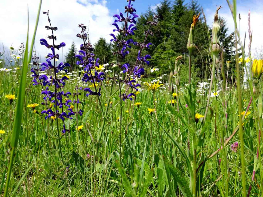 wildwiese mit salbei