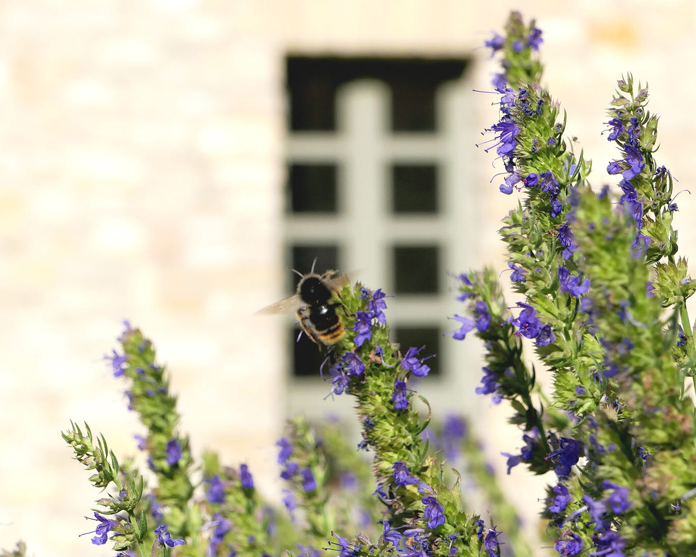 Im Kräutergarten des Benediktinerklosters Huysburg erfreuen sich Hummeln und andere Insekten an den blauen Blüten des Ysop - hyssopus officinalis