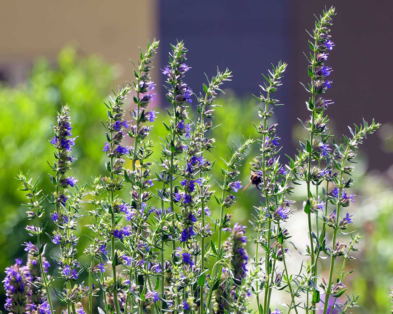 Blühender Ysop im Klostergarten von St. Klara im Schweizer Stans.