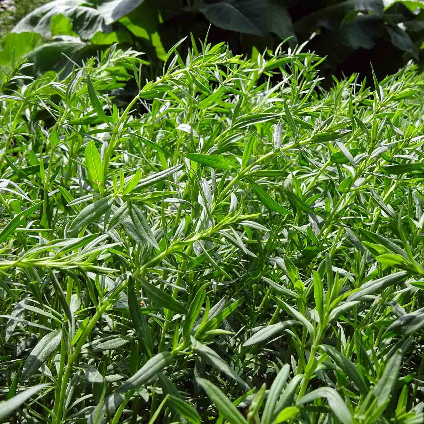 ysop im klostergarten gut aich. bräuchte eigentlich kein re-upload, wenn die beschreibungen bei wordpress korrekt und zutreffend wären.