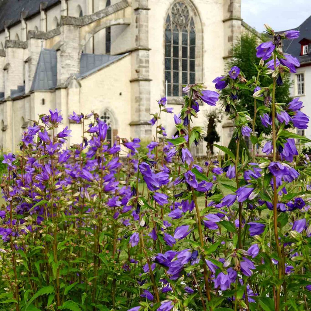 Gottes Garten ist bunt. zisterzienser abtei marienstatt glockenblumen