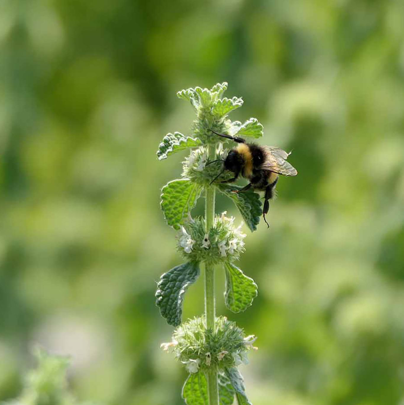 andorn hummel square, weil die Bildbearbeitung bei WordPress fehlerhaft ist, musst dieses Bild nocheinmal hochgeladen und extern bearbeitet werden.