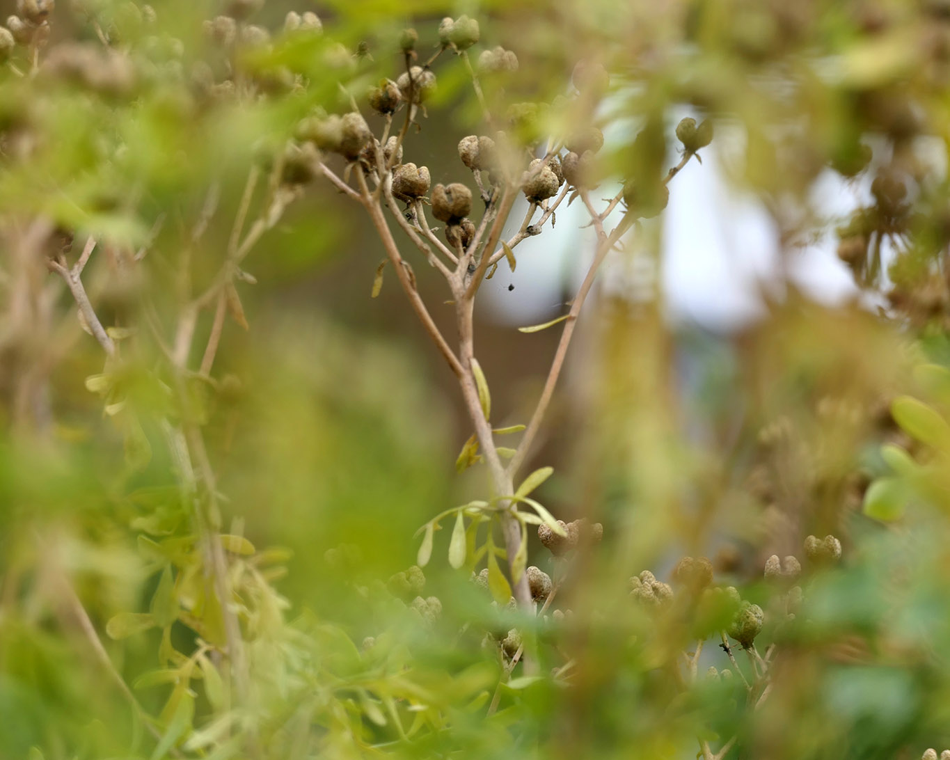 Fruchtstände der Weinraute im Garten der Pharmzeuten der TU Braunschweig im Herbst.