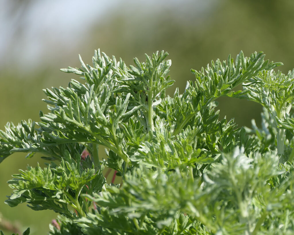 wermuth biogarten jerske