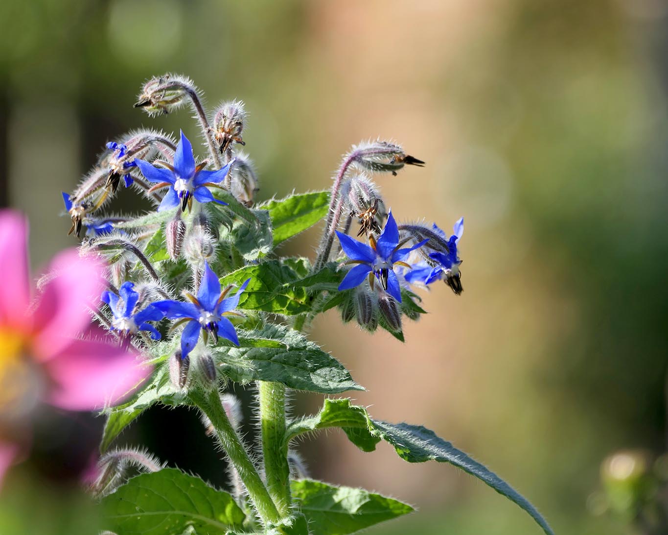 Boretsch wird auch das Gurkenkraut genannt. Der Name bezieht sich auf die Würze für Gurken und solche, die es sein wollen.