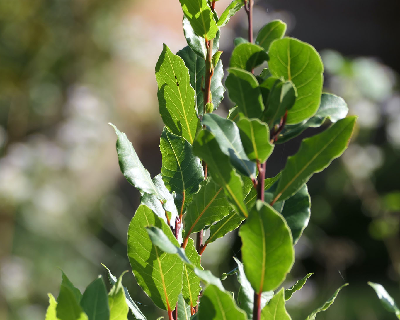 Lorbeer kündigt von engagierten Köchinnen im Kloster Walsrode.