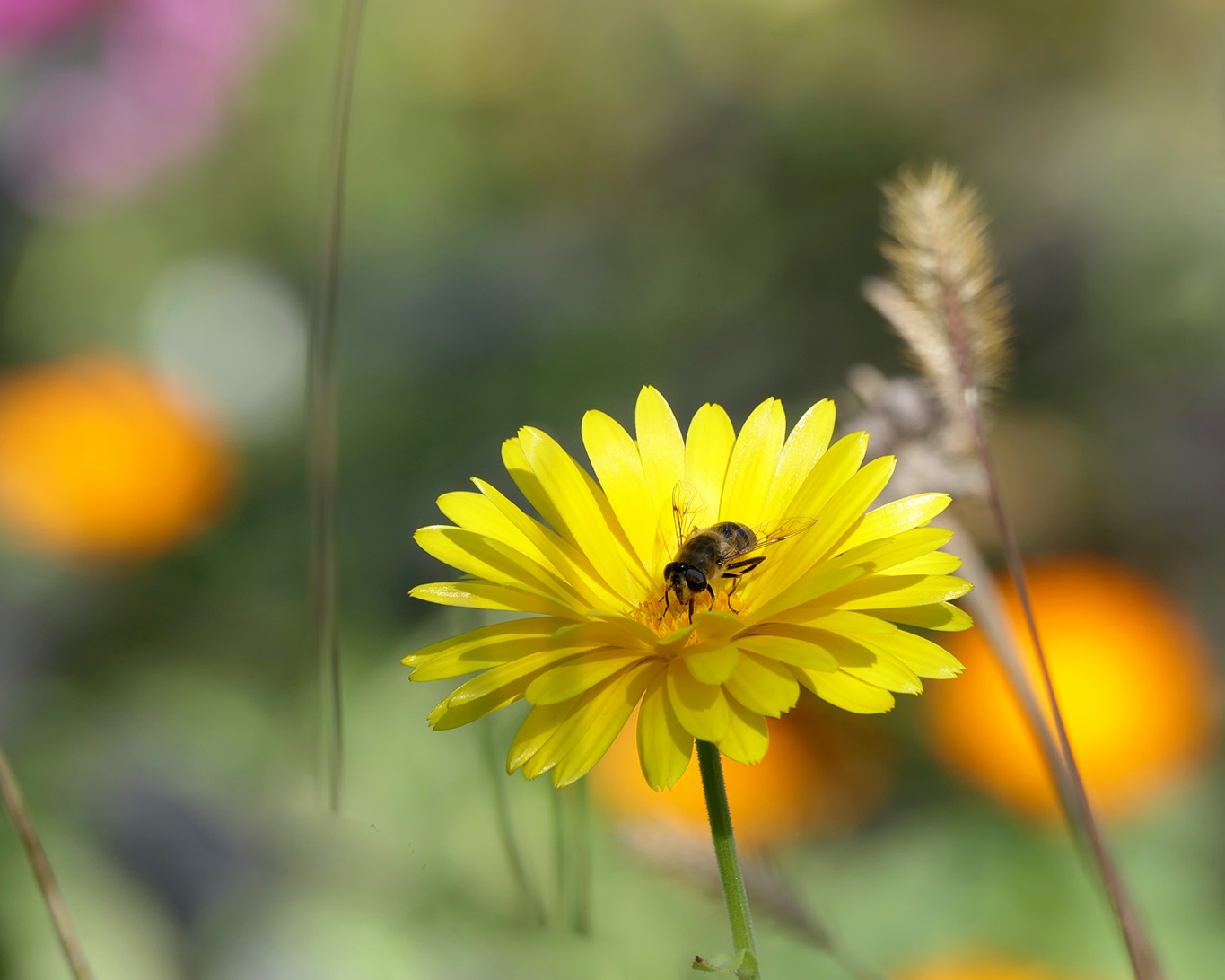 Eine Schwebfliege fühlt sich angezogen vom Gelb der Ringelblume.