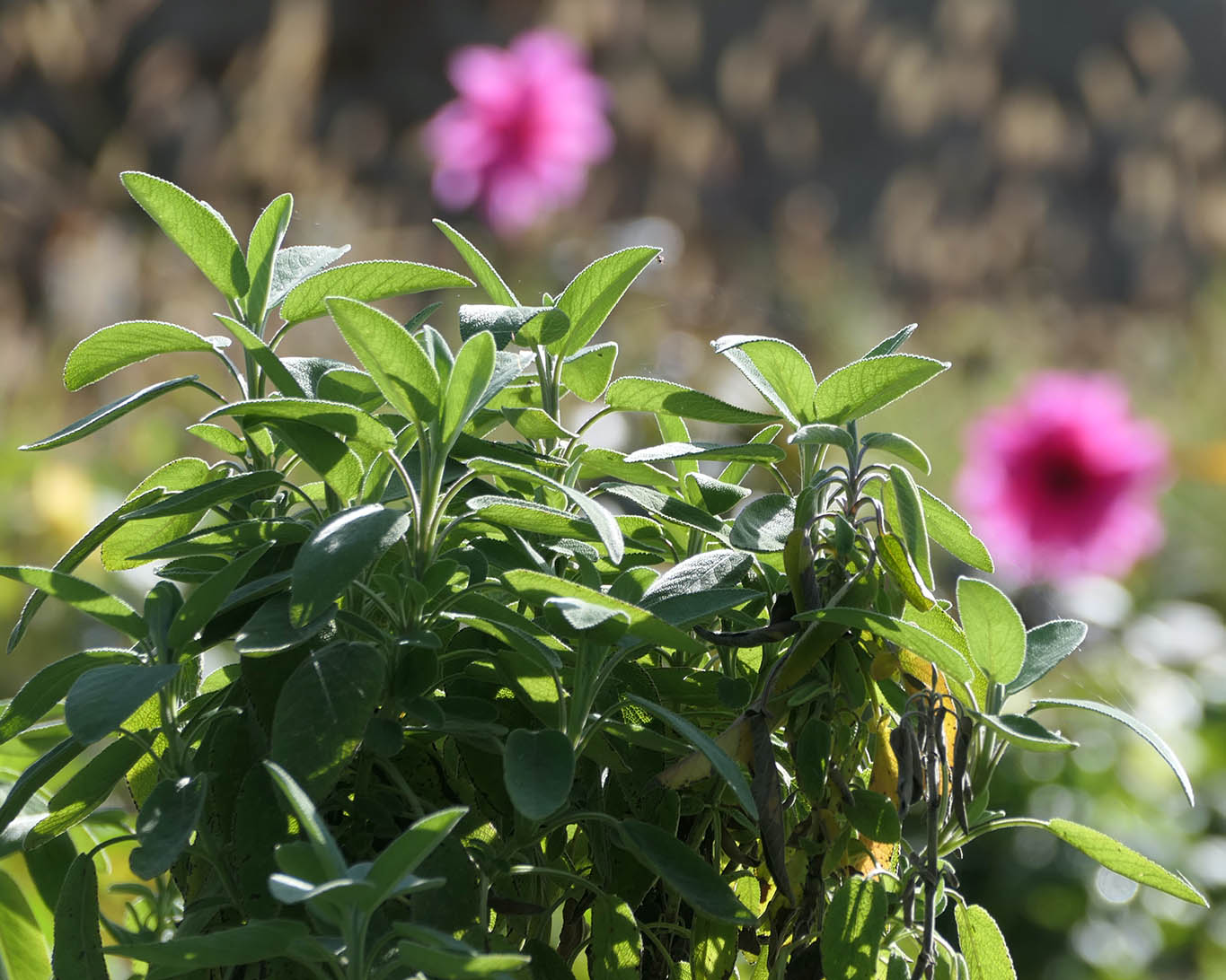 Salbei gehört in jeden Klostergarten. So sehen das auch die Konventualinnen.