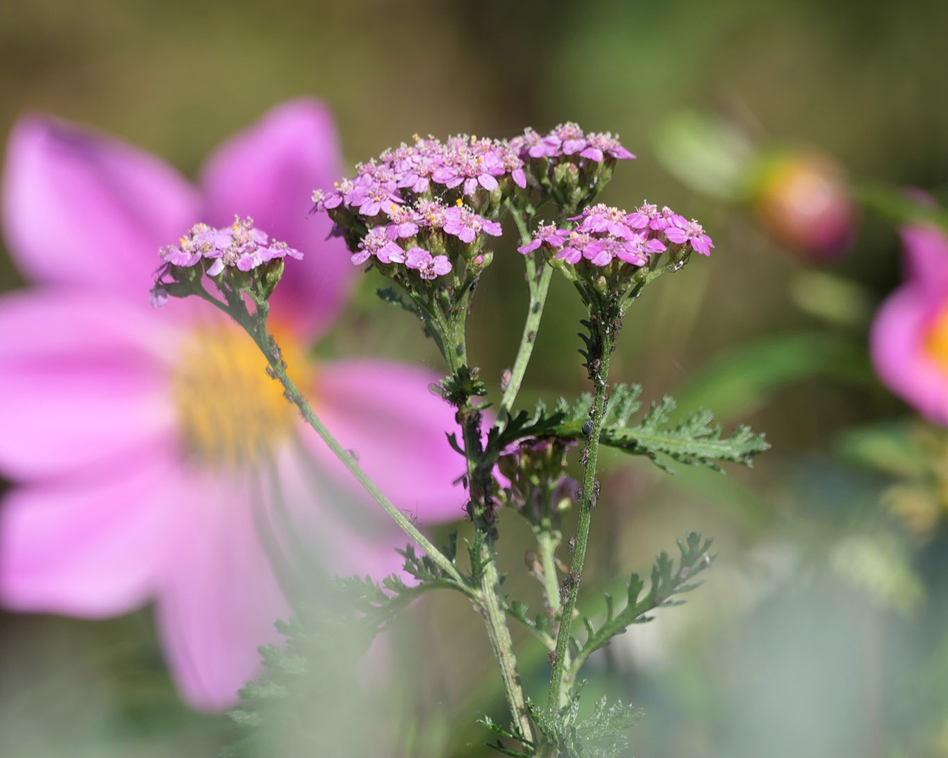 Rosafarbene Schafgarbe im Beet des Klostergartens.