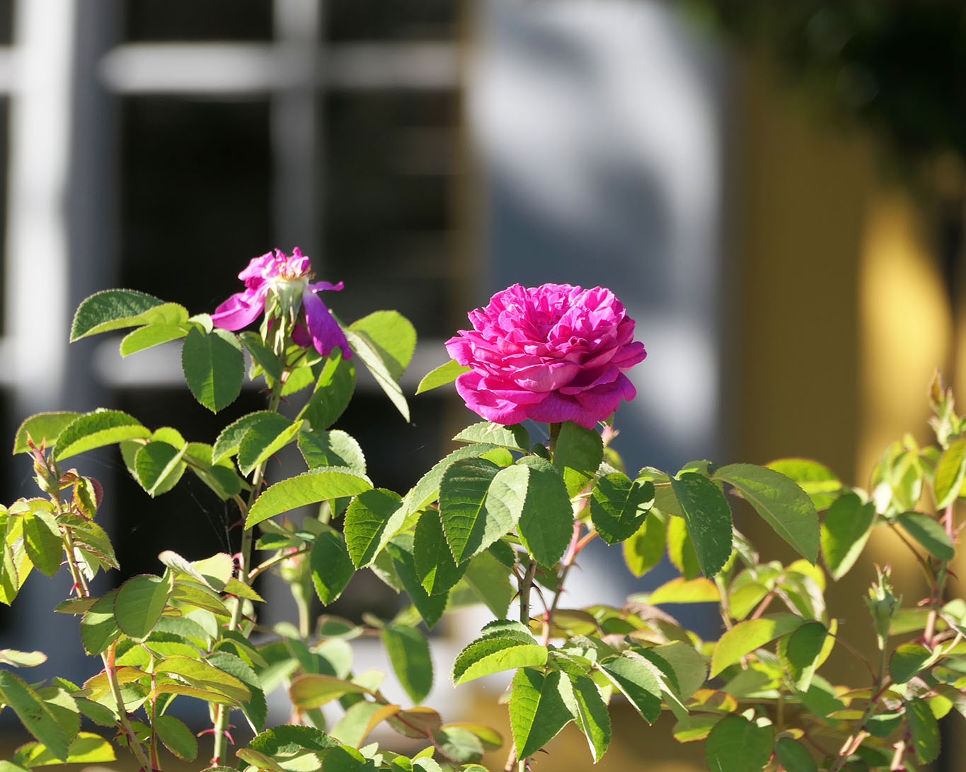 Rosa gallica oder Essigrose im Klostergarten des ehemaligen Zisterzienserklosters Neuzelle im ostdeutschen Bundesland Brandenburg.