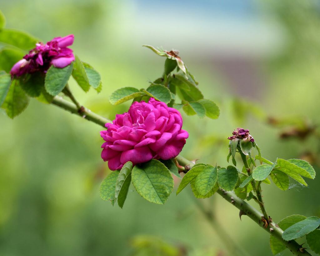 Rosen gehören zum unverzichtbaren Inventar eines jeden Klostergartens. Sie sind das Sinnbild der Jungfrau Maria.