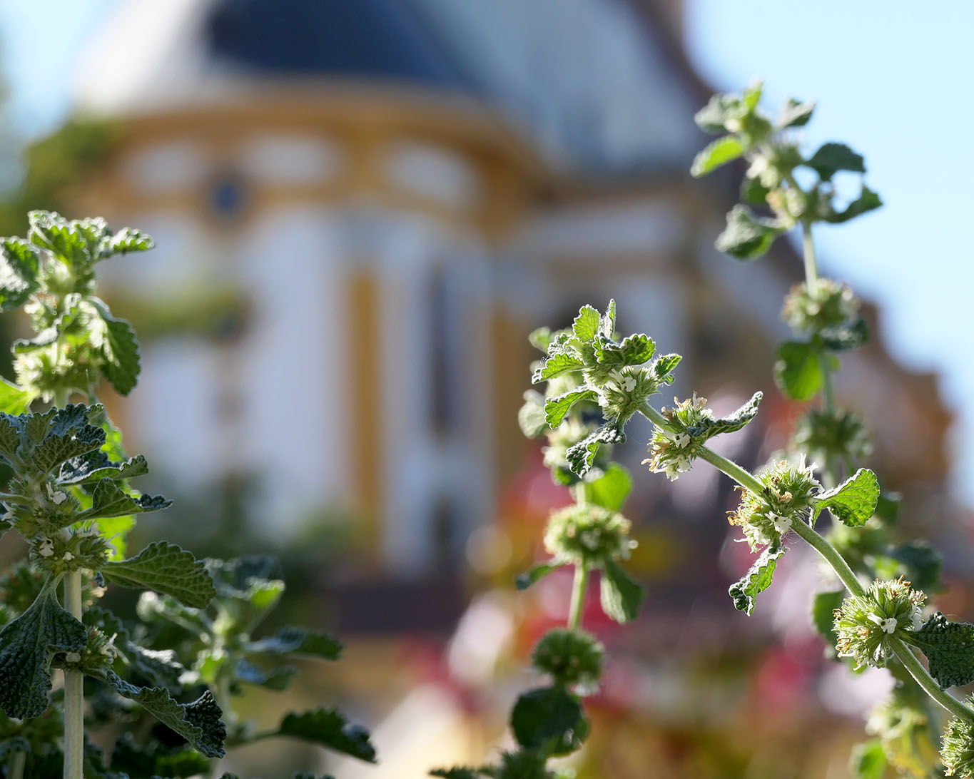 Andornzweige mit Blüten und die Klosterkirche von Neuzelle im Hintergrund.